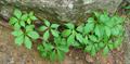 Parthenocissus quinquefolia